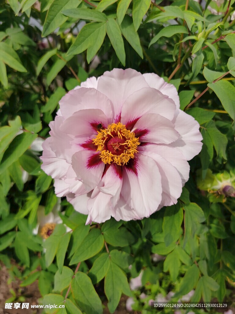 牡丹花 