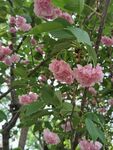 樱花树