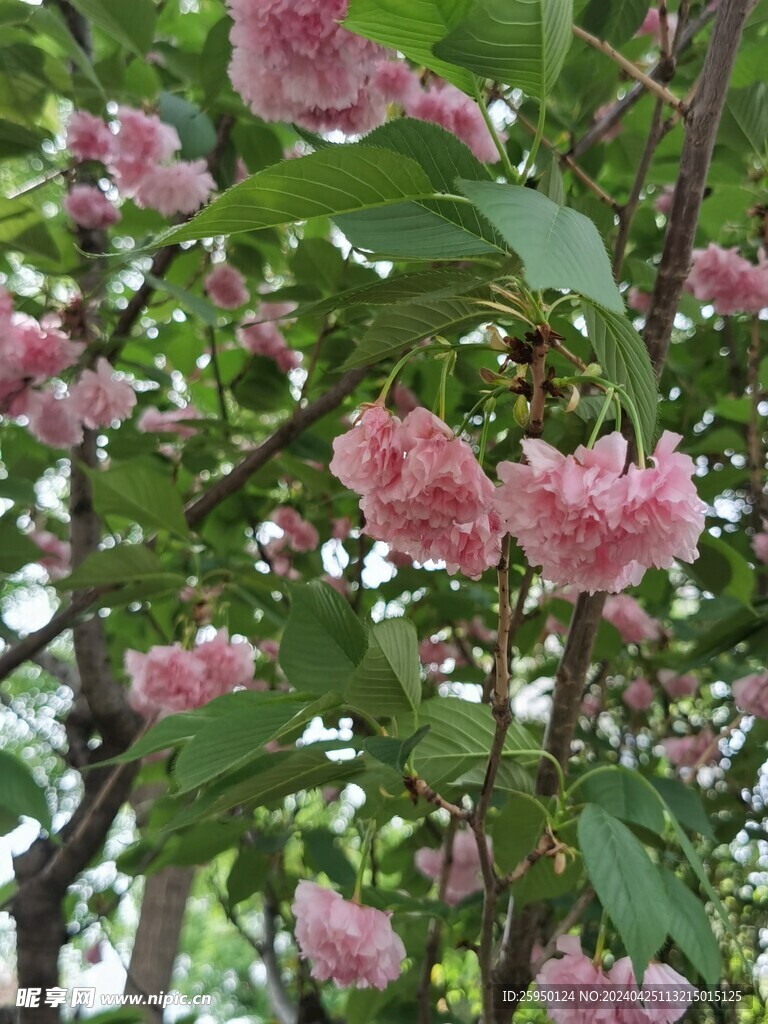 樱花树