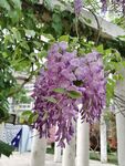 紫藤花