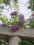 紫藤花