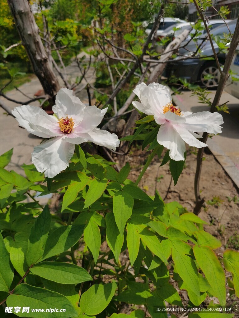 白牡丹