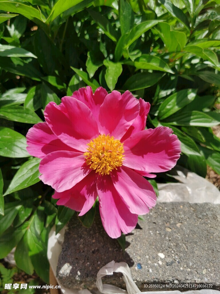 红牡丹