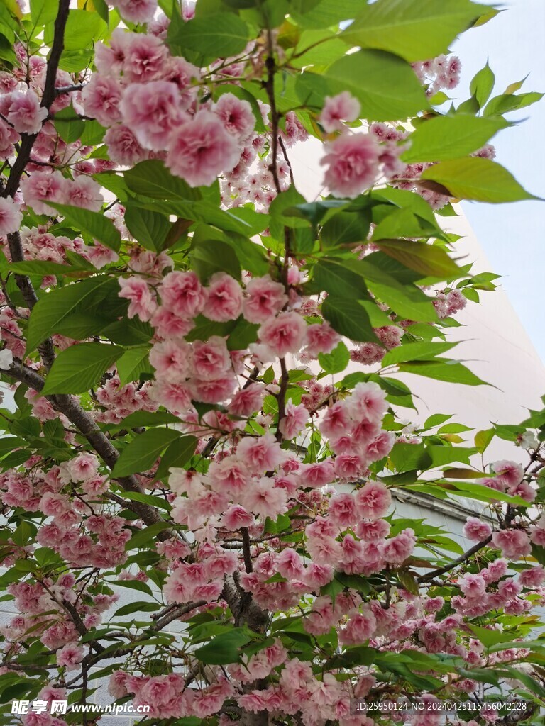 樱花