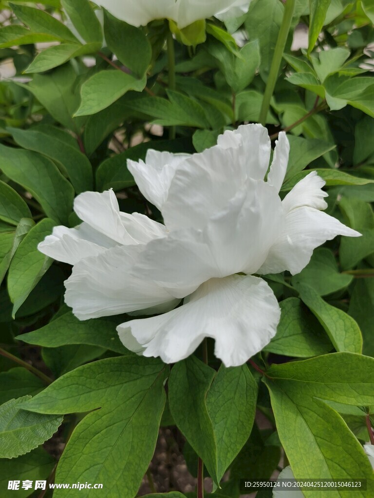 白牡丹