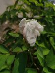 牡丹花