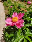 芍药