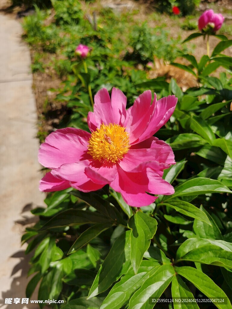 芍药