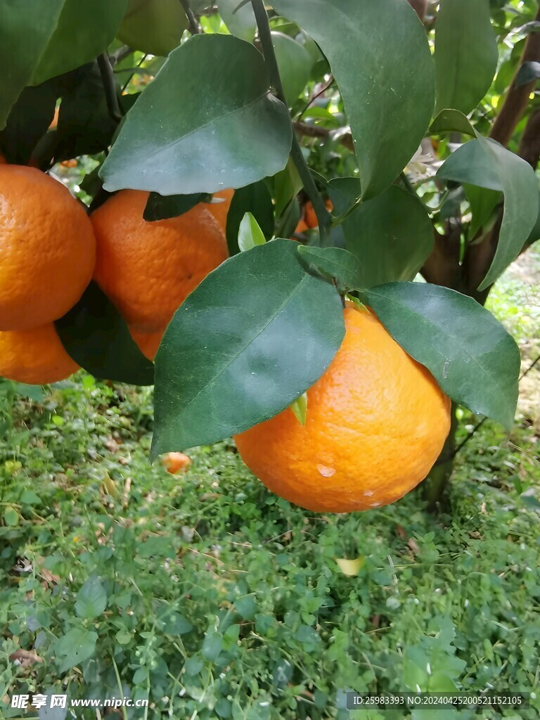 柑橘栽培