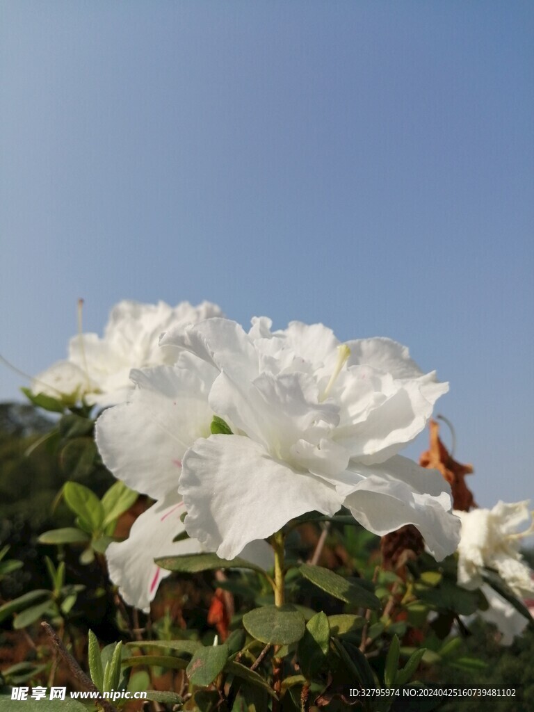 白色杜鹃花
