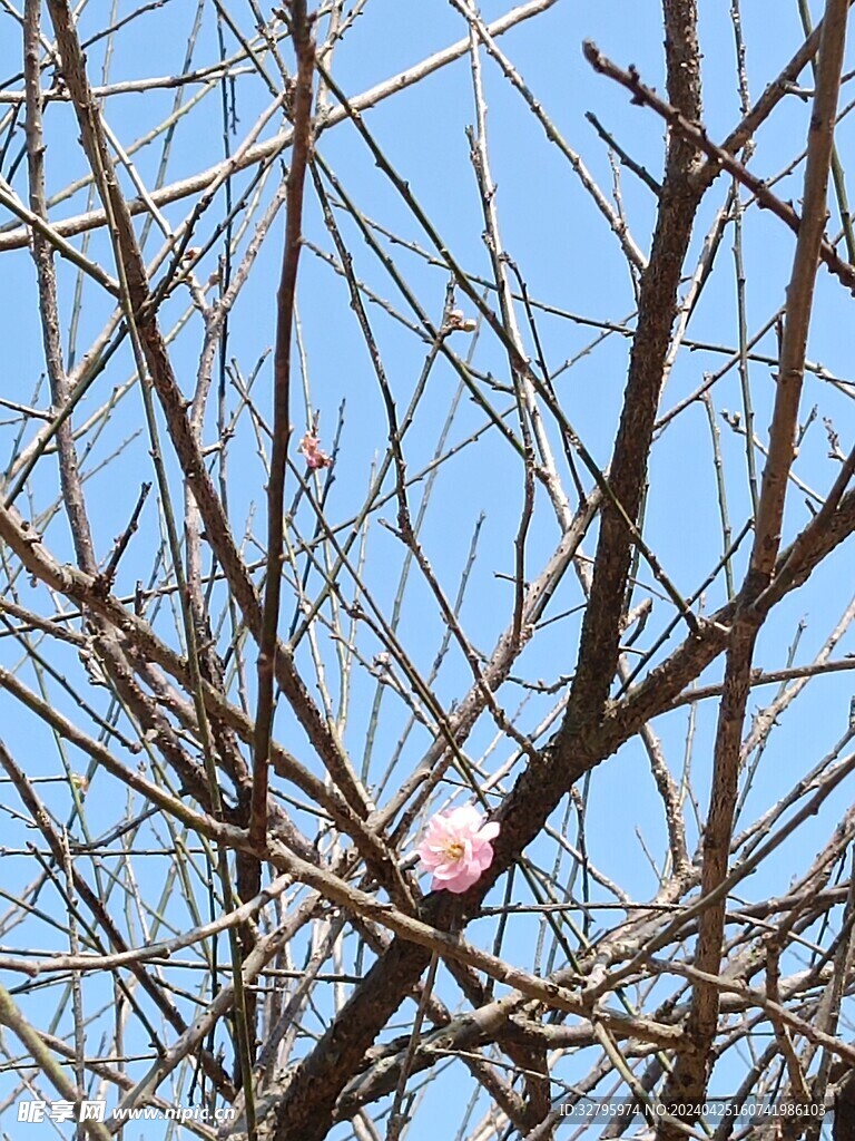 梅花 粉色花