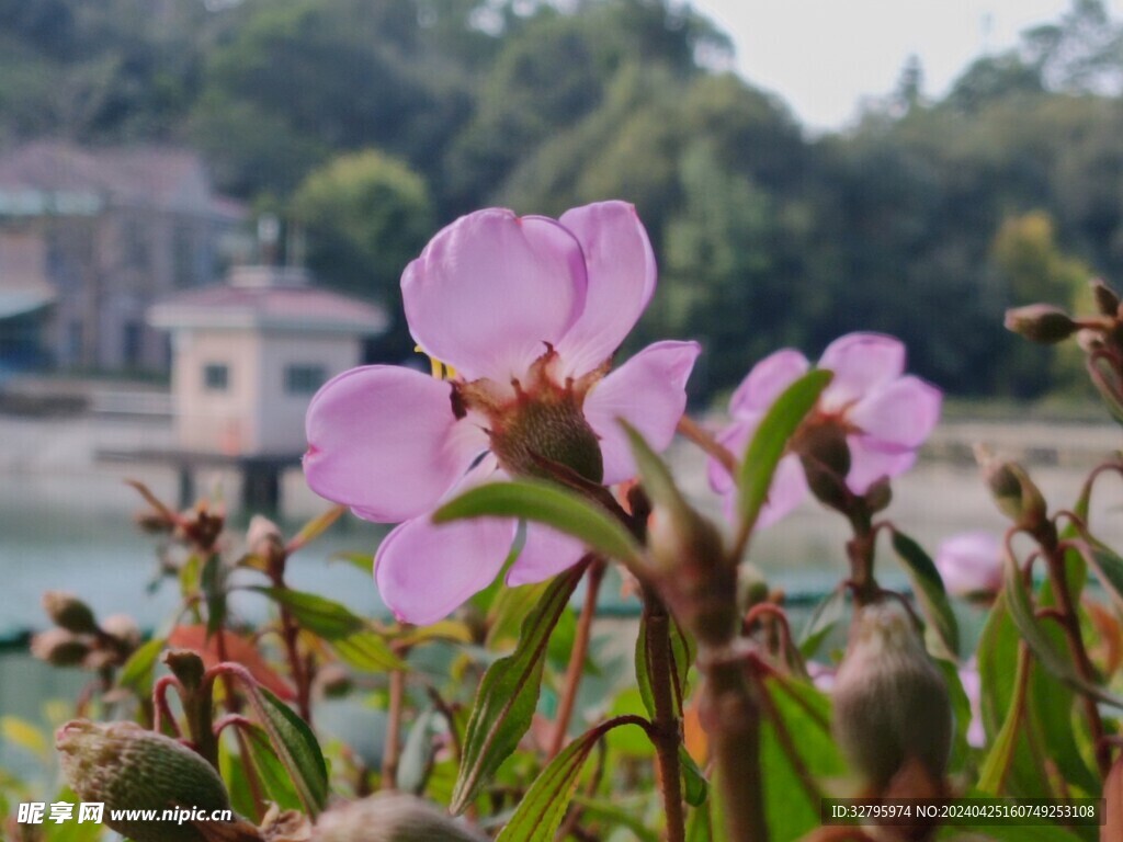 植物园一景 粉色花