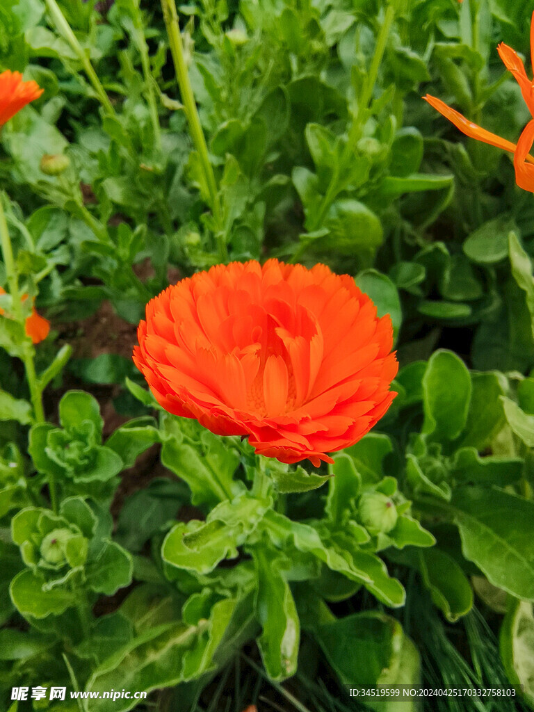 金盏花花朵