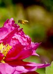 蜜蜂驻足花