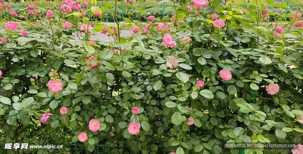 蔷薇花