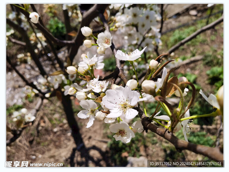 白梨花图片梨树摄影