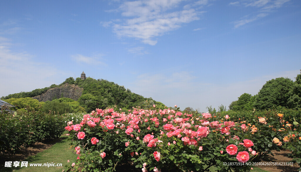 辰山植物园