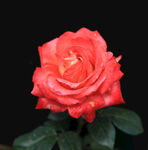 月季花