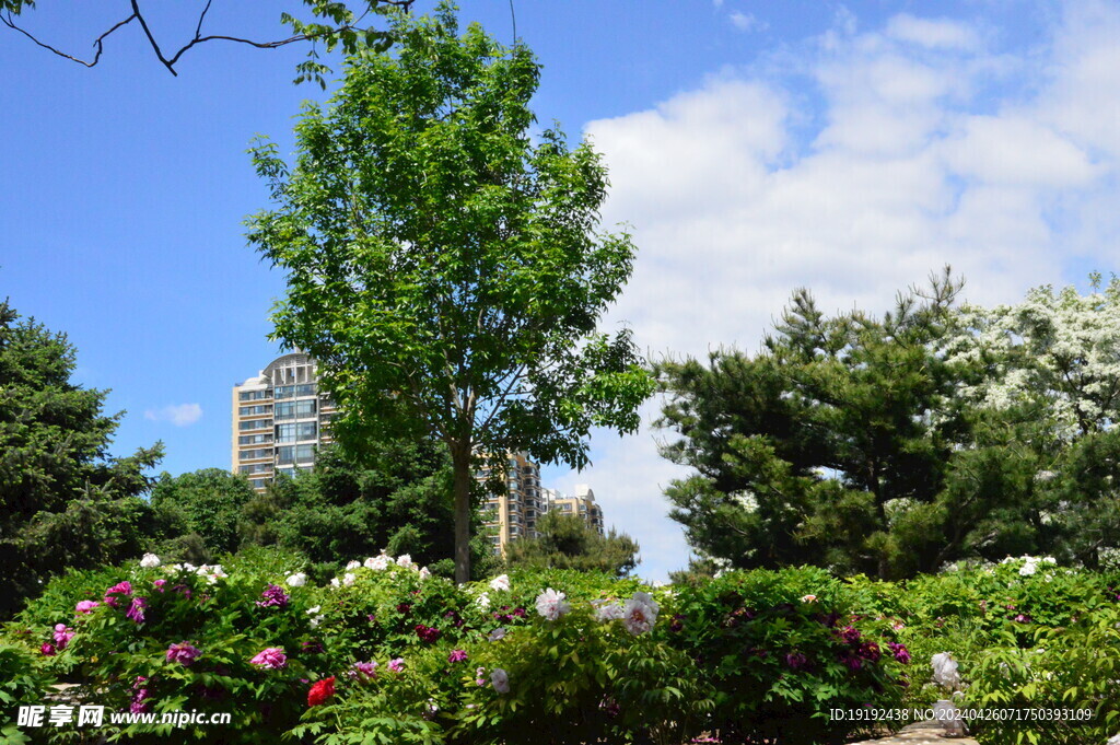 公园风景  