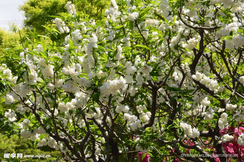 碧桃花 