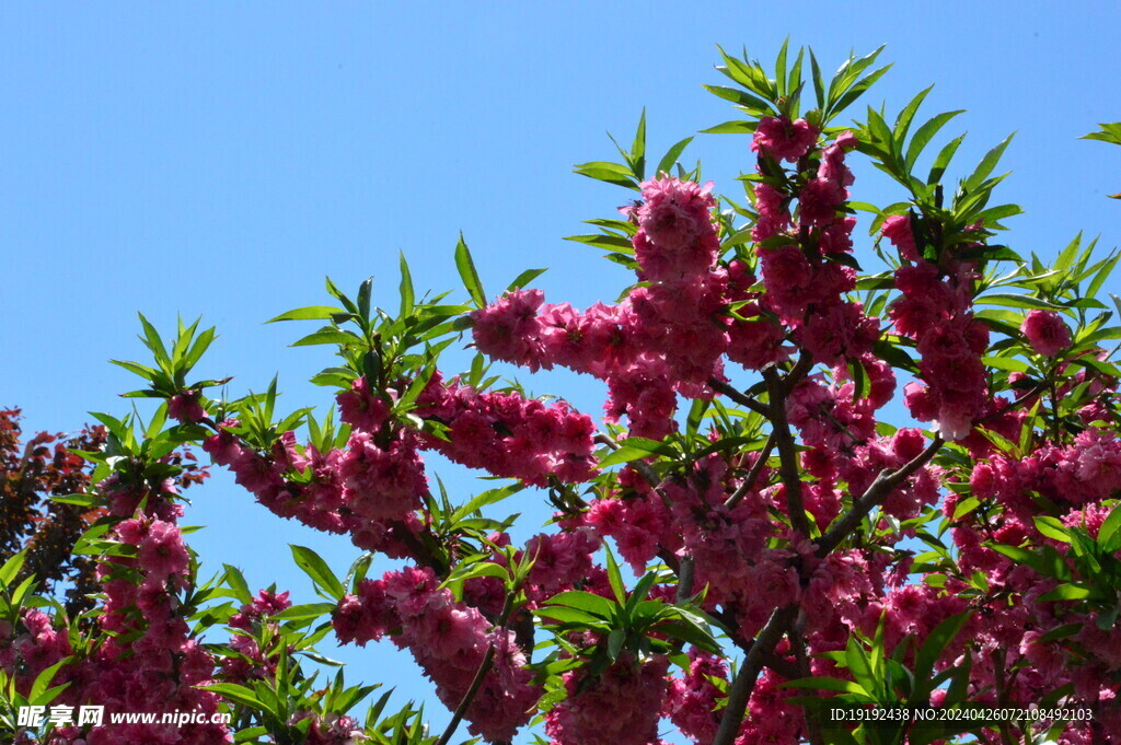 碧桃花 