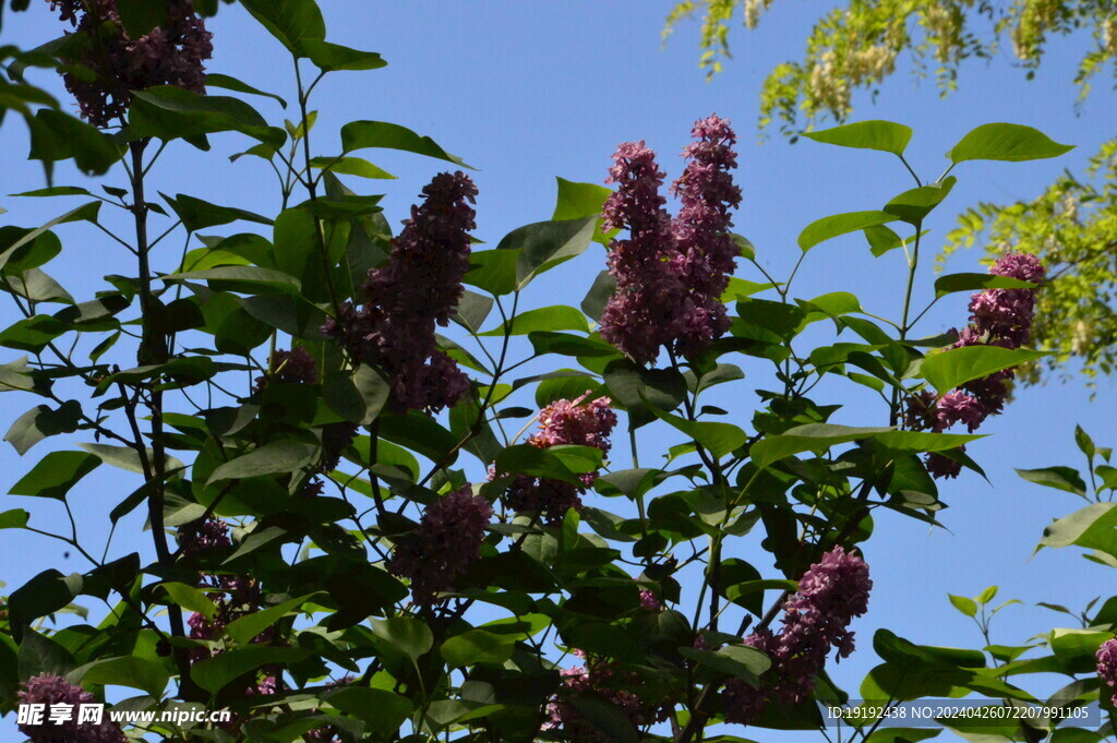 丁香花