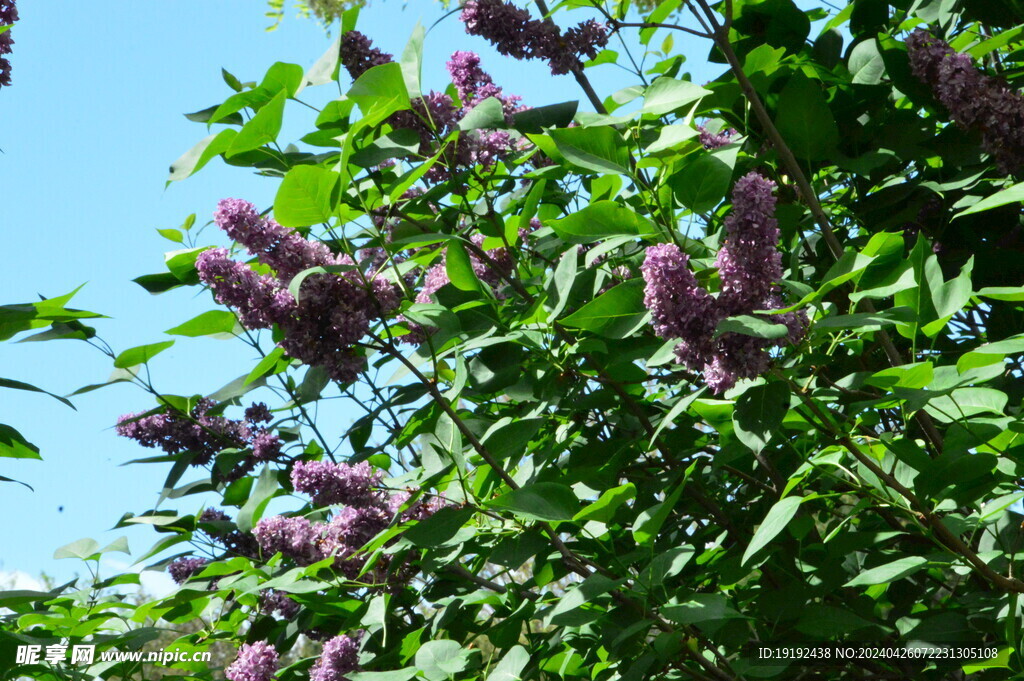 丁香花