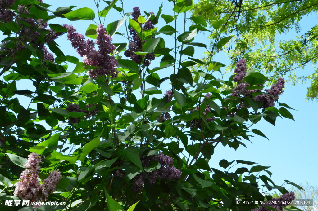 丁香花 