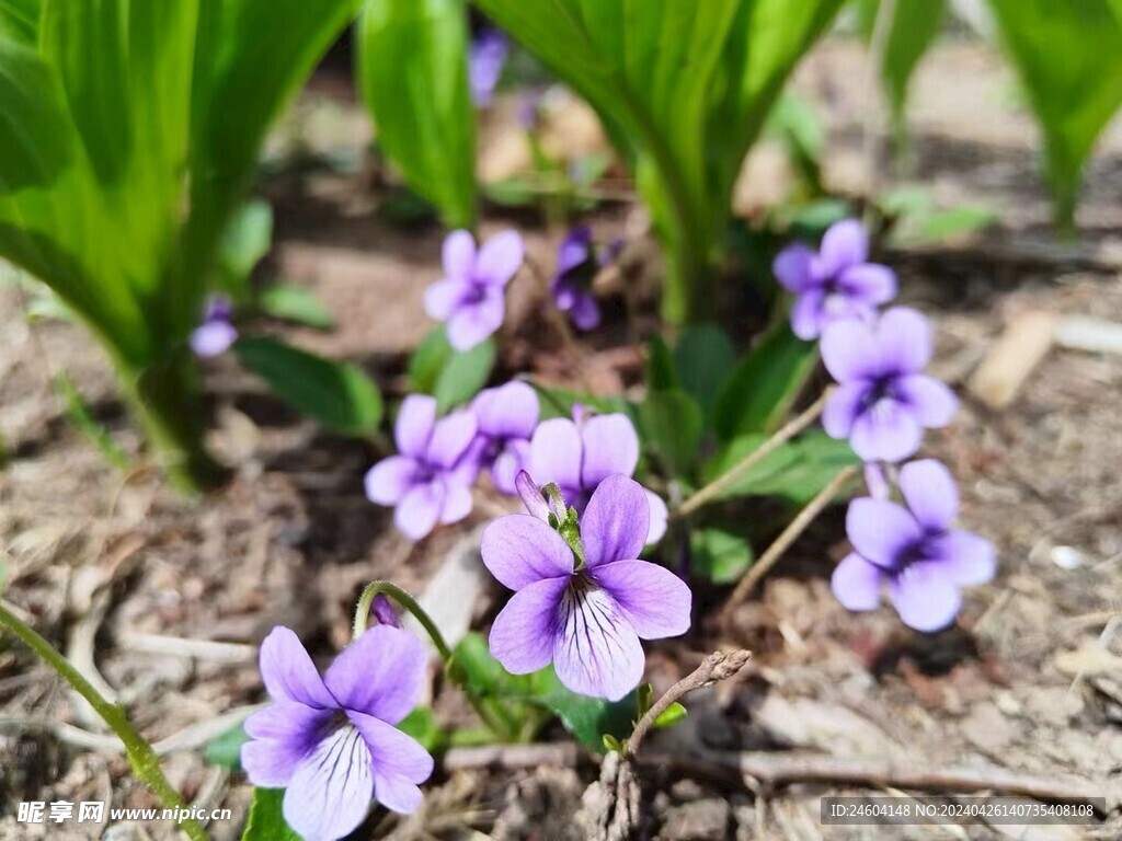 野花