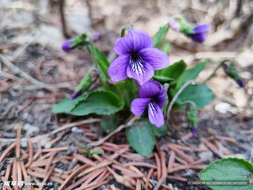 野花