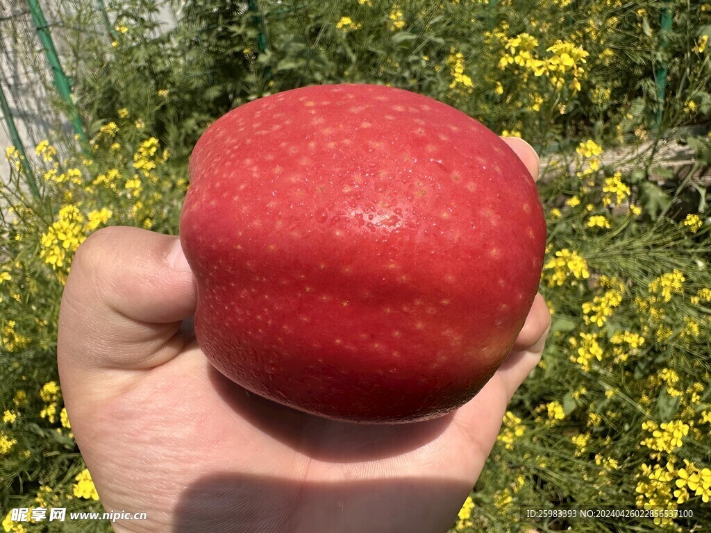 红苹果