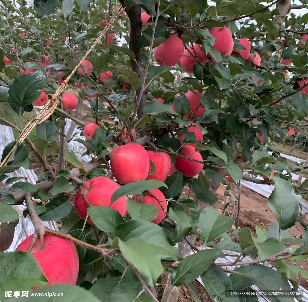 苹果栽培
