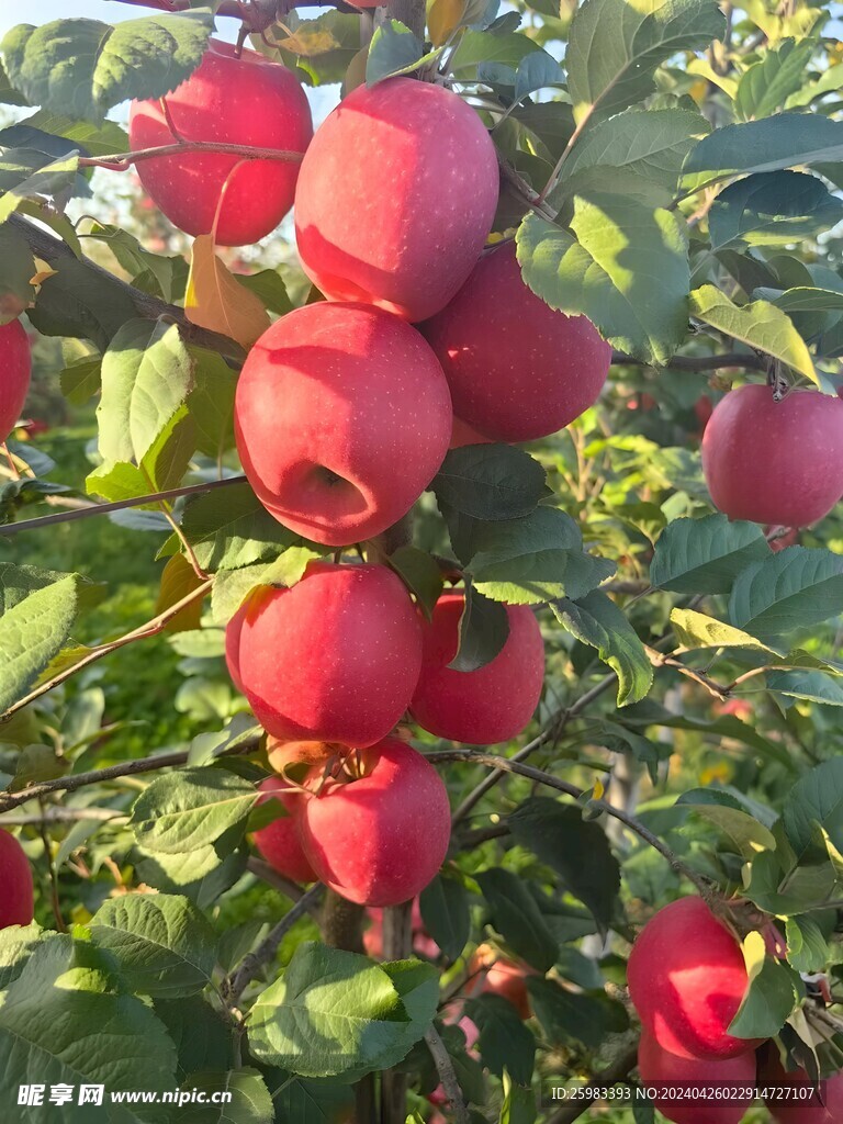 苹果栽培