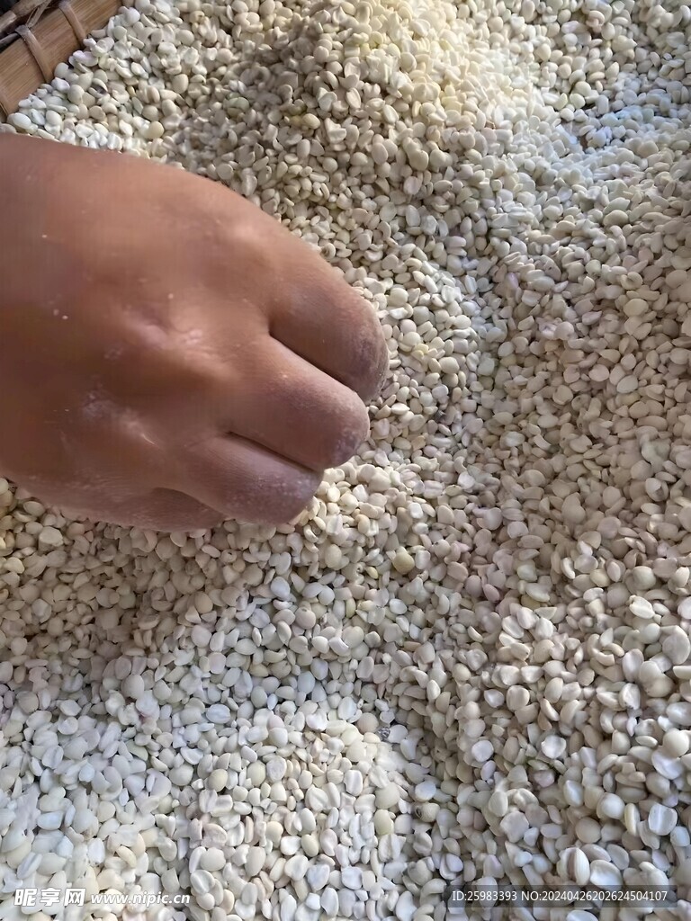 薏仁