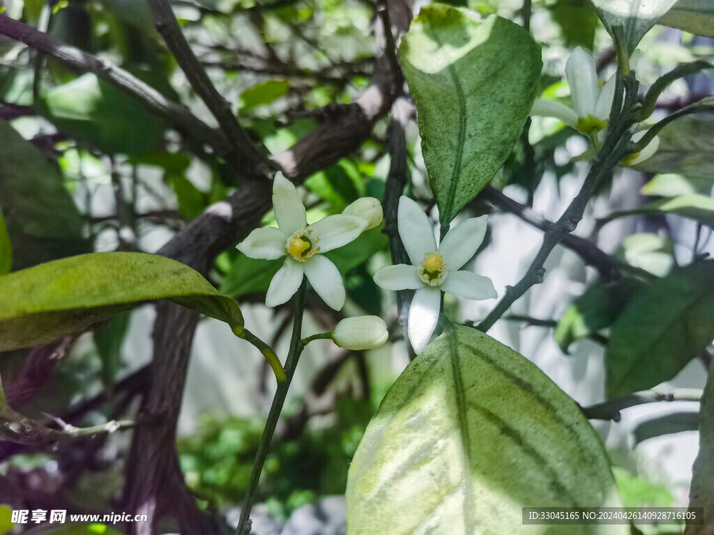 橘子花