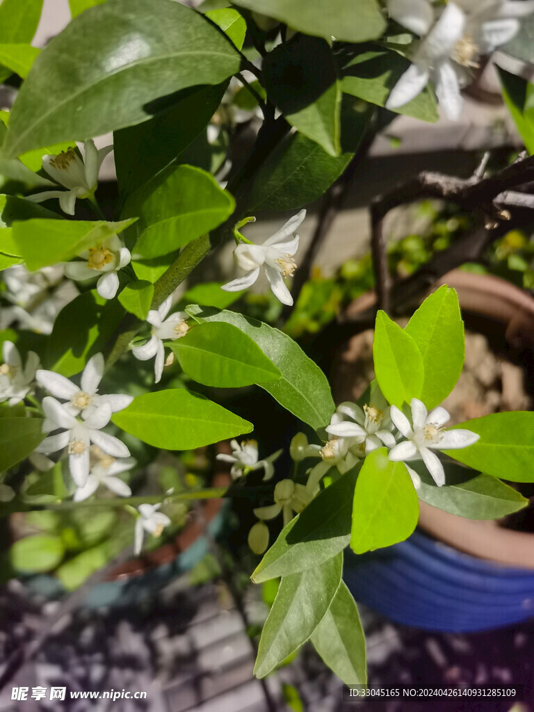 橘子花