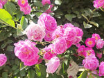 蔷薇花