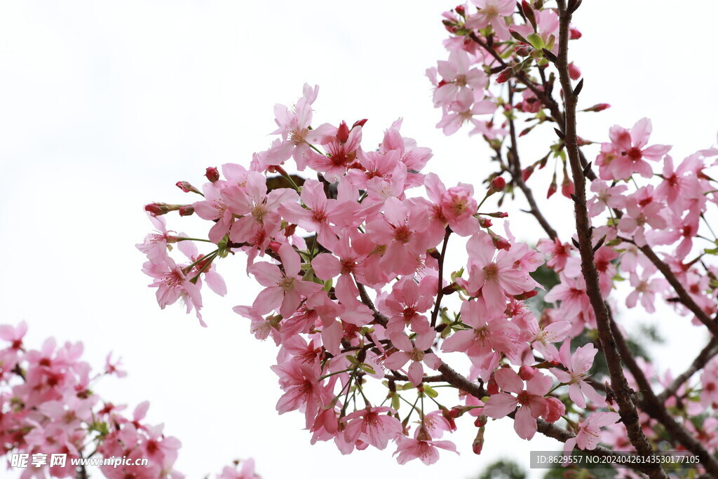 樱花摄影集