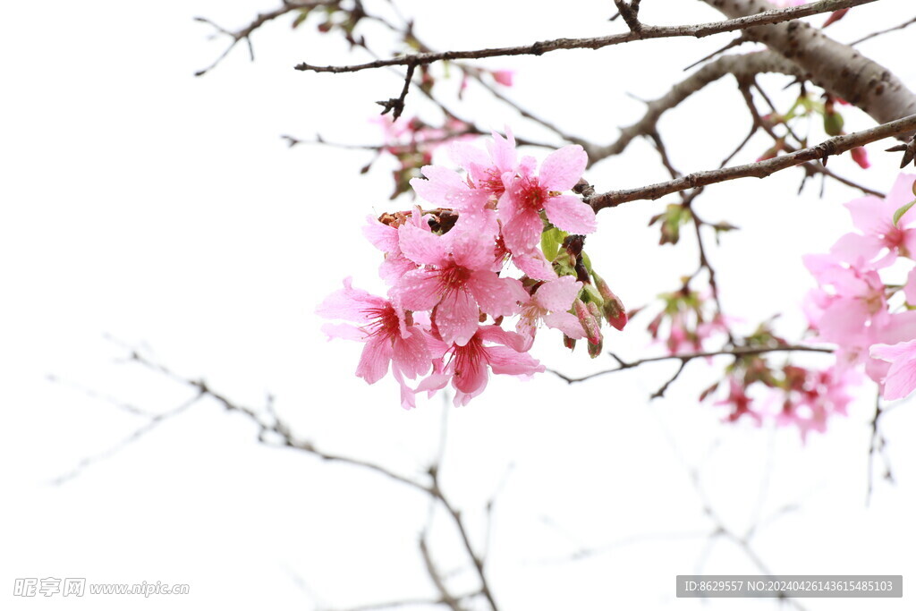 樱花摄影集