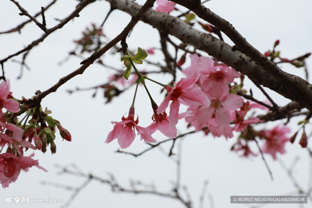 樱花摄影集