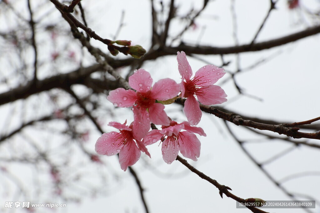 樱花摄影集