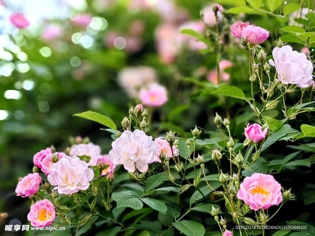 春天花开粉色月季花小花玫瑰