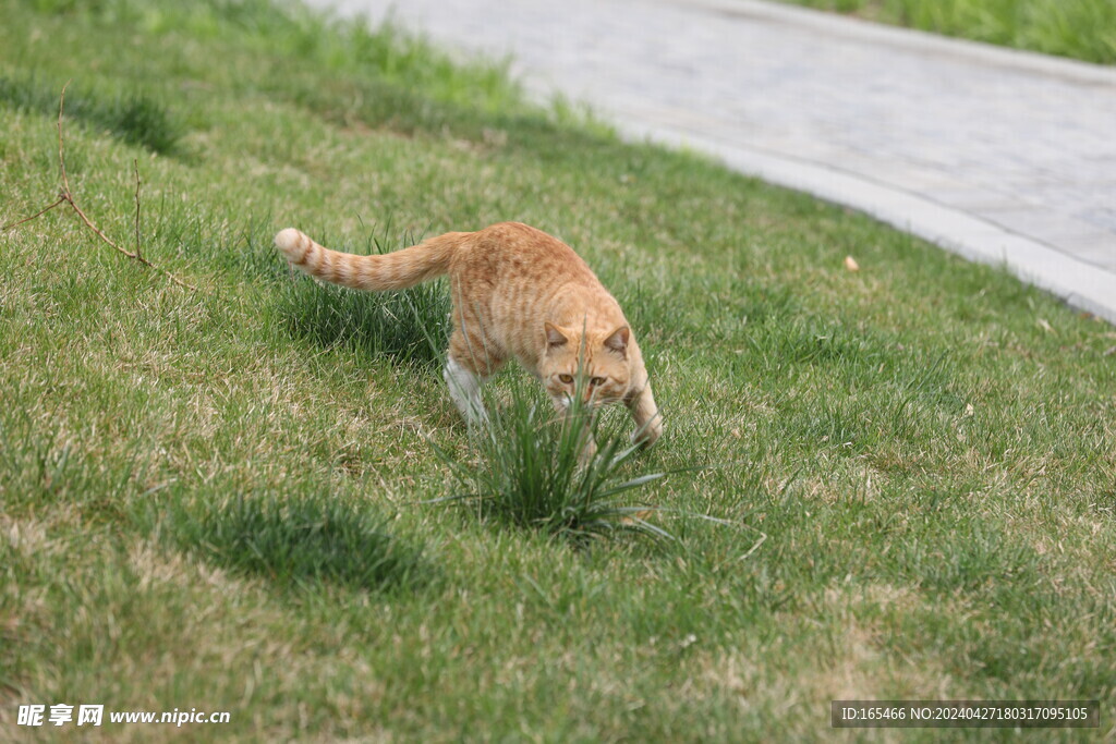 大橘 夜猫 宠物