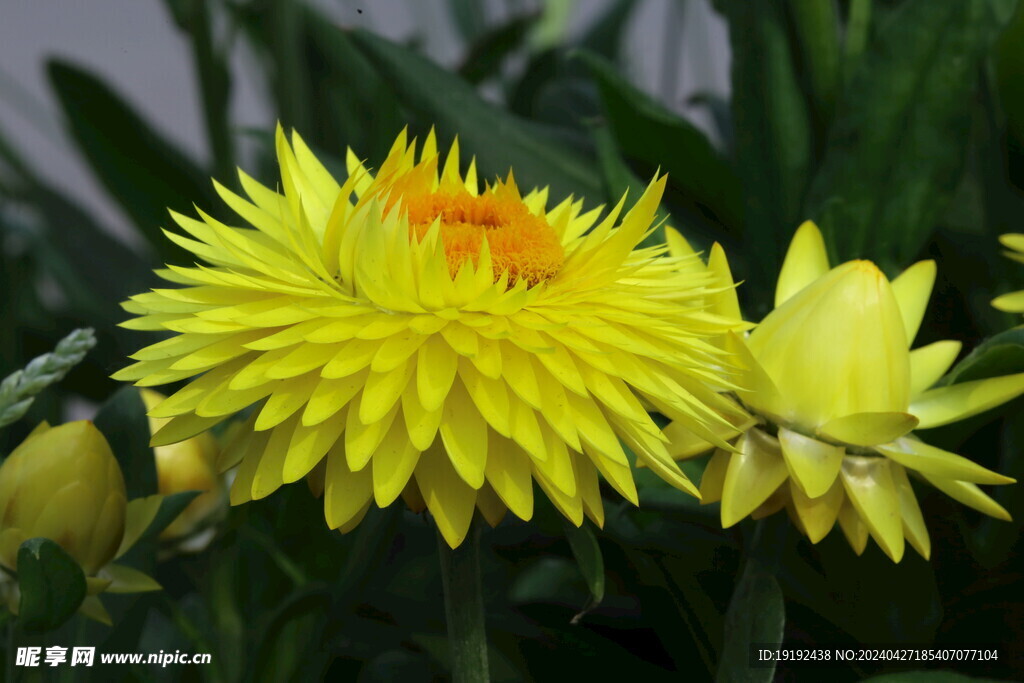 蜡菊