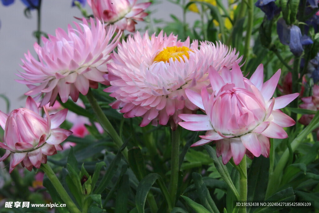 蜡菊 