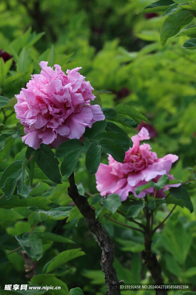 牡丹花 
