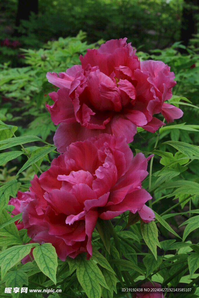 牡丹花  