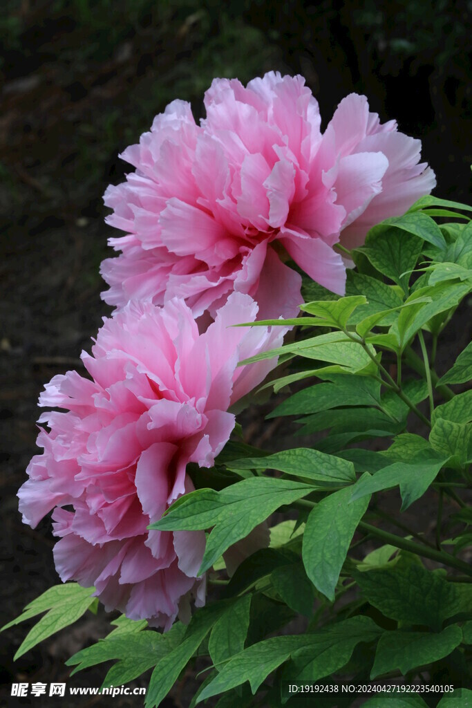 牡丹花 
