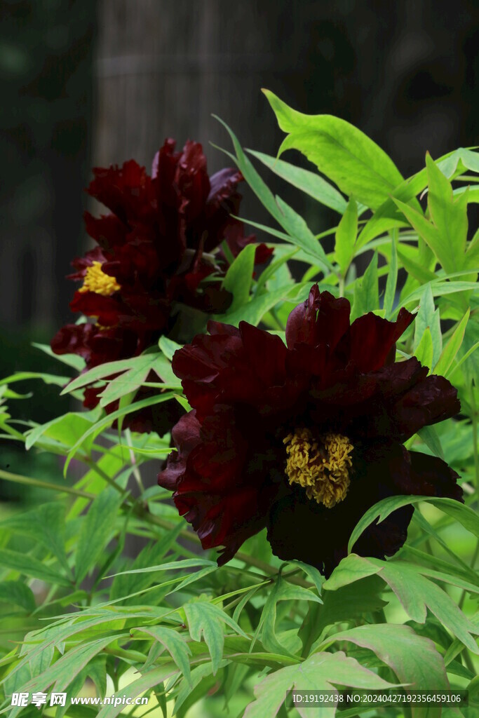 牡丹花  