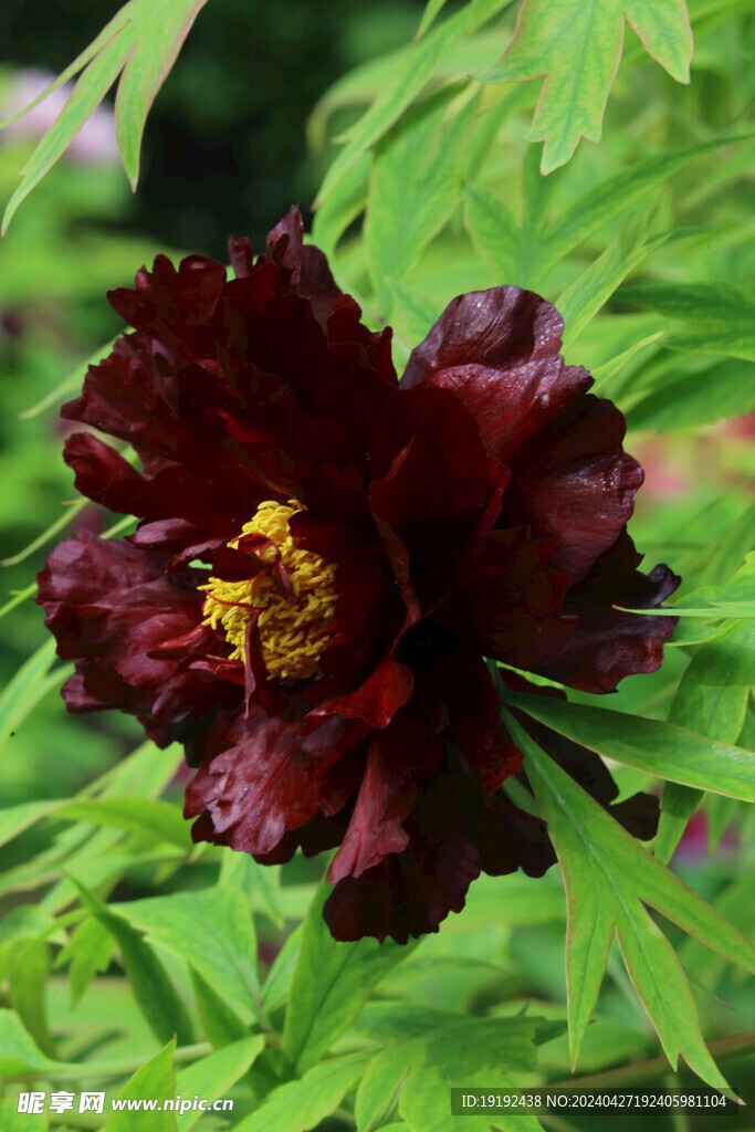 牡丹花 